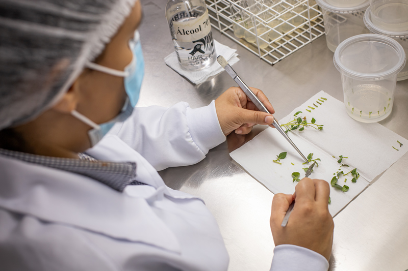 Laboratório de cultura de tecidos vegetais — biotecnologia